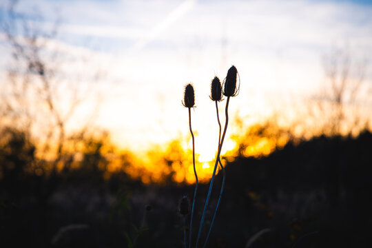 sunset in the field