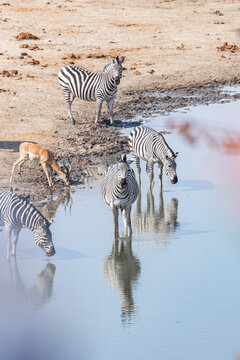 View of zebras reflected in the still water, drinking side-by-side with a lone gazelle, under the bright African sun, Hwange National Park, Matabeleland North Province, Zimbabwe.
