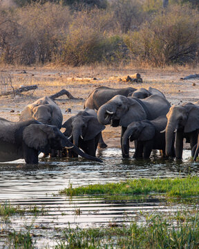View of elephants drinking in the water, the light glinting off their backs, a scene of life and nature's beauty, Hwange National Park, Masuma, Zimbabwe.