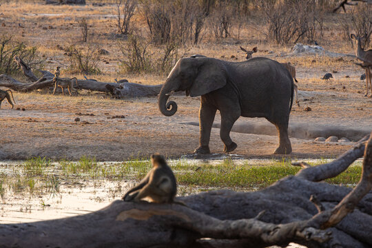 View of an elephant wading near a watering hole as a baboon sits on a fallen log, bathed in the golden light of the African savanna, Hwange National Park, Matabeleland North Province, Zimbabwe.