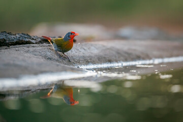 Green winged Pytilia male backlit along waterhole with reflection in Greater Kruger National park, South Africa ; Specie Pytilia melba family of Estrildidae