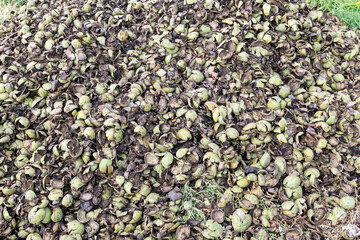 A pile of green and brown peeled walnut shells. Harvest and natural waste.