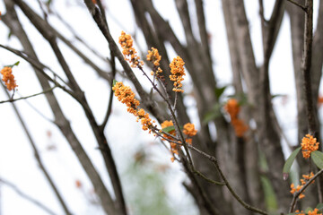 Close up orange flowers , Golden Osmanthus Blooms