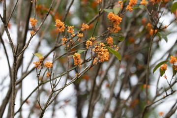 Close up orange flowers , Golden Osmanthus Blooms