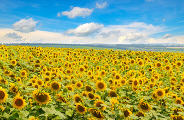 Obraz premium Vibrant Sunflower Field Under a Bright Blue Sky with Clouds