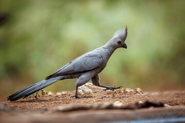 Grey go away bird walking along waterhole in Kruger National park, South Africa ; Specie Corythaixoides concolor family of Musophagidae