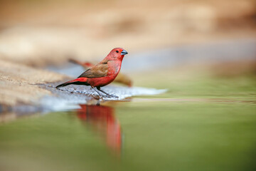 Jameson Firefinch male standing along waterhole with reflection in Greater Kruger National park, South Africa ; Specie Lagonosticta rhodopareia family of Estrildidae