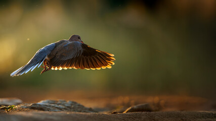 Laughing Dove taking off backlit from waterhole at dawn in Greater Kruger National park, South Africa ; Specie Streptopelia senegalensis family of Columbidae