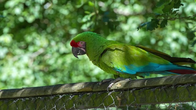 close-up of a Red-faced Parrot (Hapalopsittaca pyrrhops)