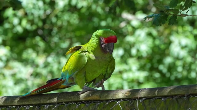 close-up of a Red-faced Parrot (Hapalopsittaca pyrrhops)