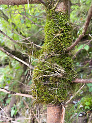 Moss growing wild in the forest on trees