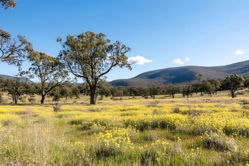 Obraz premium A golden canola field in full bloom with a bright blue sky and distant rolling hills