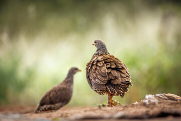 Natal francolin male in meeting parade in Greater Kruger National park, South Africa ; Specie Pternistis natalensis family of Phasianidae