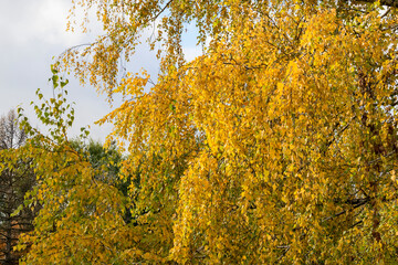 Golden autumn on the leaves of trees