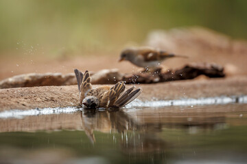 Southern Grey-headed Sparrow bathing in waterhole in Greater Kruger National park, South Africa ; Specie family Passer diffusus of Passeridae