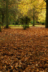 Lonely bench surrounded by fallen leaves in an old autumn park. Concept of melancholy, stillness, and time passing.