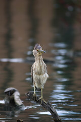night heron looking towards the camera while its feathers are blown by the wind