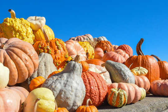 A festive display of colorful pumpkins and gourds pilled up on a rock wall with a bright blue sky. Fall pumpkin displayed in autumn season.