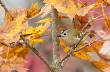 Goldcrest, regulus regulus. Autumn, a bird sits on a branch next to beautiful leaves