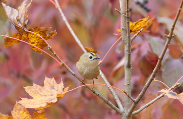 Goldcrest, regulus regulus. Autumn. A bird sits on a maple branch