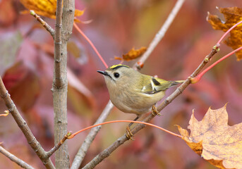 Goldcrest, regulus regulus. Autumn morning, bird sitting on a branch, beautiful blurred background