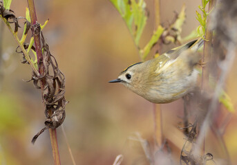 Goldcrest, regulus regulus. Bird sitting on a plant stem