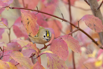 Goldcrest, regulus regulus. A bird sits on a branch, peeking out from behind beautiful autumn leaves