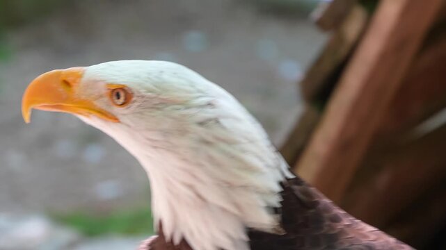 close-up of a bald eagle (Haliaeetus leucocephalus, sea eagle)