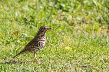 Song thrush (Turdus philomelos) with earthworm