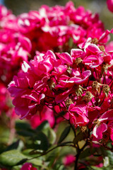 pink hydrangea flowers