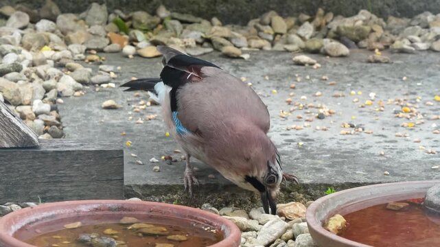 close-up of a jay (Garrulus glandarius) feeding on scattered seed