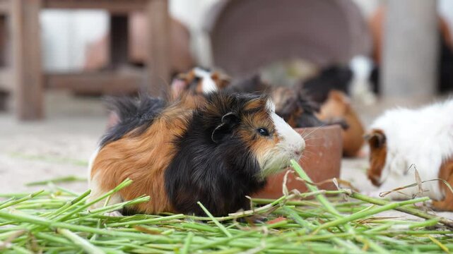 Group of cute little guinea pig or cavy were feeing by grass and carrot. Animal pets, living in nature portrait. Eye focus.