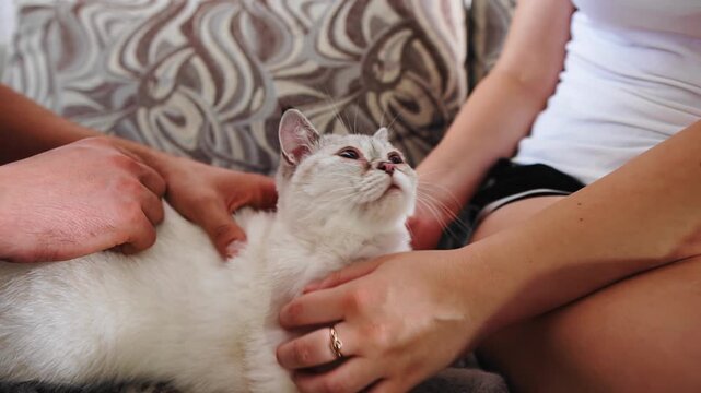 A guy and a girl are stroking their cat who is sitting between them. The cat really likes it