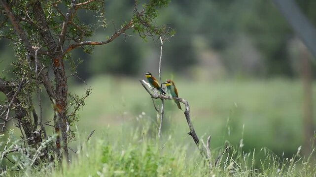 The European Bee eater (Merops apiaster) is one of the most common bee-eater species in Asia, Europe and Africa. These are summer migrants in the Tigris Valley.
