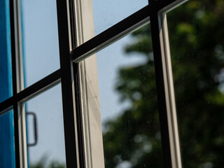 Window glass, looking out the window, seeing a big tree