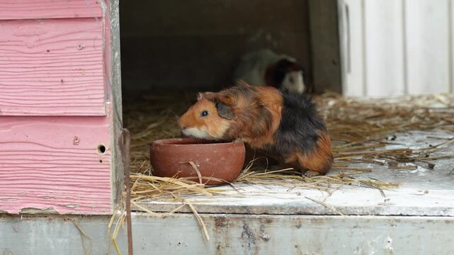 Group of cute little guinea pig or cavy were feeing by grass and carrot. Animal pets, living in nature portrait. Eye focus.