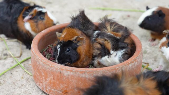 Group of cute little guinea pig or cavy were feeing by grass and carrot. Animal pets, living in nature portrait. Eye focus.