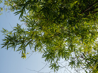 Bamboo is planted as an ornamental plant on buildings