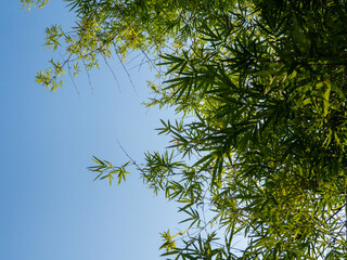Bamboo is planted as an ornamental plant on buildings