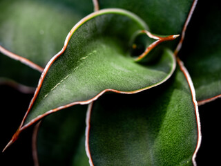 pointed tip of thick plump leaves of Sansevieria plant