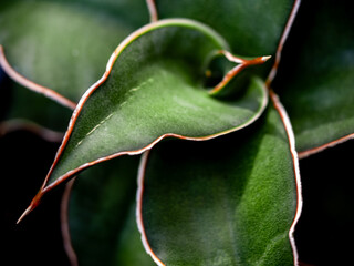 pointed tip of thick plump leaves of Sansevieria plant