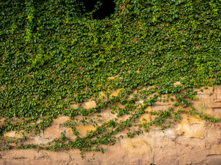 Catclaw vine a high-climbing woody vine attach to buildings