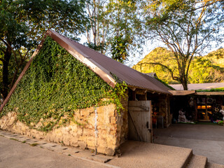 Catclaw vine a high-climbing woody vine attach to buildings