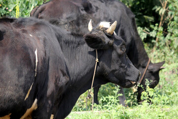 indian jersery cow eating grass at farm land