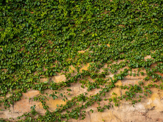 Catclaw vine a high-climbing woody vine attach to buildings