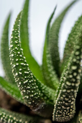 White dots on the horn-shaped green succulent leaf of Haworthia fasciata