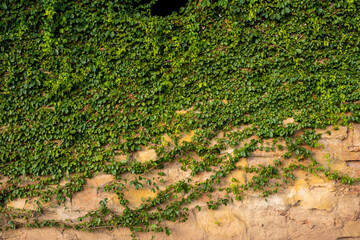 Catclaw vine a high-climbing woody vine attach to buildings