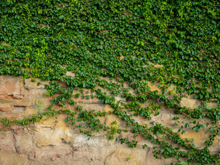 Catclaw vine a high-climbing woody vine attach to buildings