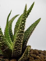 White dots on the horn-shaped green succulent leaf of Haworthia fasciata
