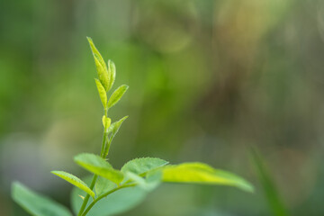 The tips and young leaves of rose branches in the garden.